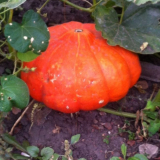 Rustikální starosti!