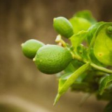 Avokádový strom v krajinářství