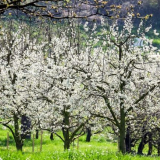 Třešeň v krajinném designu webu