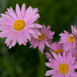 Slušné doplnění vašich záhonů: matricaria a vše, co potřebujete vědět o jeho kultivaci