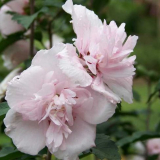 Strom ibišek zahrada - výsadba a péče v otevřeném poli. Doporučení pro pěstování a reprodukci, dekorativní vlastnosti + recenze fotografií