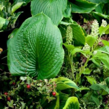 Fazenda shromažďuje přátele!