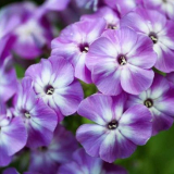 Vytrvalé floxy: popis odrůd a druhů. Vlastnosti výsadby a pěstování v otevřeném terénu + tajemství kvetení