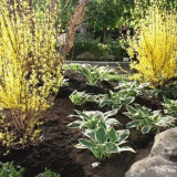 Zlatice - krásný keř do vaší zahrady!