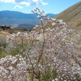 Gypsophila multi-rok: rysy sazenic, přistání a odchodu v zimě