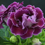 Glaxinia (52 fotek): přistání, péče, reprodukce, rostliny