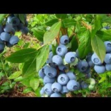 Zahradní borůvky - výsadba a pěstování keřů v letní chatě