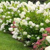 Hydrangea limelaight: přistání a doporučení pro péči o zkušené zahradníky