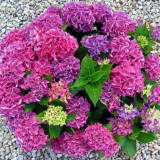 Hydrangea v krajinném designu: jak krásné, aby se na pozemek