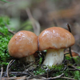 Houba modřina: foto a popis