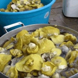 Houba zelená: fotografie a popis