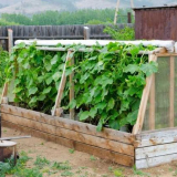 Okurka okruhu - 105 fotografií a videozáznamů konstrukce správných lůžek okurky