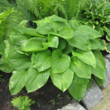 Hosta - historie a klasifikace druhů. Výsadba hostas v otevřeném te...