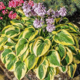 Hostitel: popis druhů a odrůd, tajemství pěstování a reprodukce