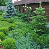 Jehličnatých v zahradě pro začátečníky