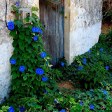 Ipomeya: tajemství rostoucích subtropických krás v našich zeměpisných šířkách