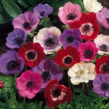 Elegantní anemone de kaen s jasnou barvou a úžasnou vůní