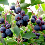 Irga berry: všechna tajemství přistání, péče a reprodukce vínových...