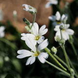 Yaskolka - odrůdy odrůd, nejlepší tipy na údržbu, péči, krmení, reprodukci a léčbu, dekorativní vlastnosti yaskolky