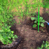 Elegantní akita georgina s froté květiny