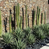 Yucca garden: top 130 fotek + video. Podmínky pěstování. Doporučení...