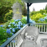 Jak se rozmnožuje zahradní hortenzie: pravidla pro roubování, dělen...