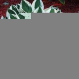 Jak byl hostitel vynásoben semeny, rozdělením keře, řízky: popis