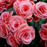 Jak se rozmnožuje hlízovitá begonie - způsoby, jak pěstovat květinu...