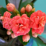 Kalanchoe: top 180 fotografií, podmínky pro pěstování v otevřené půdě, péči, zalévání, reprodukci a léčbě, tipy pro začátečníky zahradníky