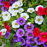 Calibrachoa: vlastnosti, výsadba + pěstování květiny