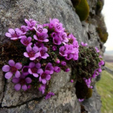 Lomikámen: vlastnosti a druhy. Vlastnosti pěstování lomikámen doma. Tajemství výsadby, zalévání, rozmnožování. Recenze fotografií a videí od zahradníků