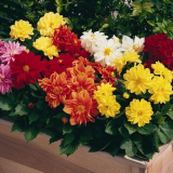 Dwarf georgina-liliputs - přehled nejlepších odrůd + instrukce pěstování