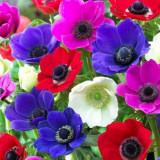 Katalog trvalých barev pro chalupu: foto s názvy