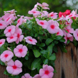 Quarantus (50+ fotografií): výsadba, péče a pěstování v zahradních a domácích podmínkách