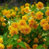 Japonská kerry v krajinném designu