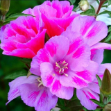 Clarkia elegantní: vlastnosti odrůd, pravidla péče o rostliny, požadavky na půdu. Možné onemocnění a způsoby léčby