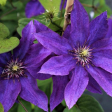 Clematis president - velkolepá a nenáročná dekorace do každé zahrady