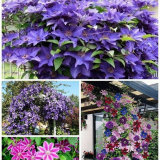 Clematis na otevřeném poli - výsadba a péče