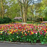 Květinový záhon trvalek pro začínající zahradníky: schéma výsadby