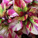 Domácí koleus: přistání a péče doma, odrůdy odrůd. Metody chovu a léčby (140 fotografií)