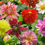 Barevný gelgar galler: přehled nejlepších odrůd + rostoucí tajemstv...