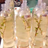 Kvas z březové mízy doma - 8 receptů na březový kvas