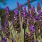 Levandule angustifolia, další druhy a odrůdy levandule