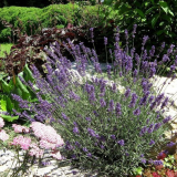 Levandule v krajinném designu letní chaty - nejlepší nápady