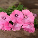 Lapaert trvalka (65+ fotek odrůd): přistání a péče o záhonu - tipy ze zkušených zahradníků