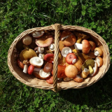 Léčivé vlastnosti hub: liška, smrž smrž, muchovník červený