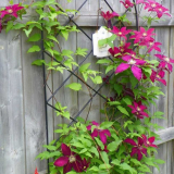 Popínavé rostliny v zemi: odrůdy vinné révy, vlastnosti aplikace. Pravidla pro péči, prořezávání, výsadbu. Nápady na dekorace