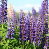 Lupin - vlčí květina: pravidla pro pěstování na webu, tipy pro pé...