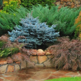 Nejlepší jehličnany pro krajinářský design v zahradě v zemi