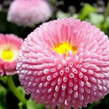 Trvalka sedmikrásky: odrůdy odrůd, pravidla pro výsadbu a péči, způsoby reprodukce, běžné choroby a způsoby léčby